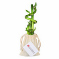 5 Stalk w/ Spiral Lucky Bamboo Bundle in Cotton Bag with Custom Plant Tag